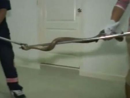 టాయ్‌లెట్‌ వెళ్లి షాకయ్యాడు: బుసలు కొట్టిన కోబ్రా(వీడియో)
