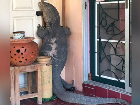 మొసలి కన్నా పెద్ద బల్లి ఇంటికొస్తే..(వీడియో)