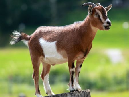 ప్రాణం తీసిన మేక గొడవ, తుపాకీతో కాల్చుకున్నారు