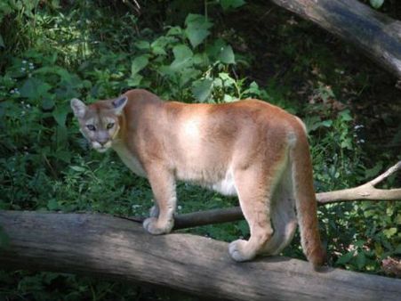 మాతృత్వం: బిడ్డ కోసం సింహంతో పోరాడింది!
