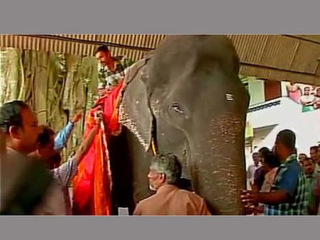 86 ఏళ్లు: చరిత్ర సృష్టించనున్న దాక్షాయణి అనే ఏనుగు