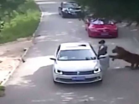 షాక్: భర్తతో గొడవ, కారు దిగిన భార్యను లాక్కెళ్లి చంపిన పులి