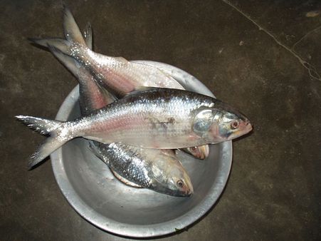 ఏపీలో పులస 'ఫీవర్': కిలో రూ.4 వేలకు చేరిన సీజనల్ ఫిష్ ధర