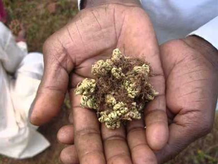 వాళ్లు రూ.150 కోట్లడిగిన మొక్క.. తెలంగాణలో బయటపడింది