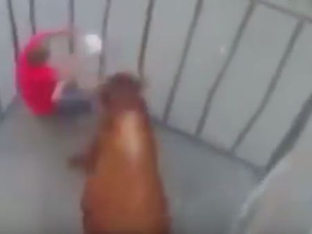 నన్నే ఆట పట్టిస్తావా?: ఇరక్కుమ్మేసిన ఎద్దు(వీడియో)