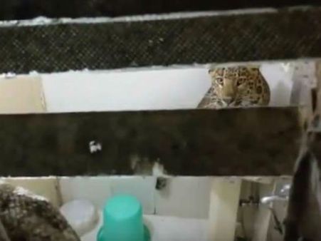 ‘హనీమూన్’ కొత్త జంటకు షాక్: రూంలోకొచ్చిన చిరుత(వీడియో)