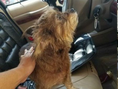 కారు నడిపిన కుక్క: యాక్సిడెంట్ చేసింది