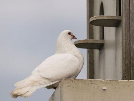 రెక్కలపై పాక్ లేఖ: గూఢచర్యానికి పావురం అరెస్టు