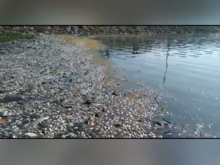 మధురై ఆలయ చెరువులో వేలకొద్ది చేపలు మృత్యువాత