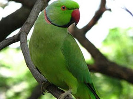 పని మనిషితో భర్త రాసలీలలు: గుట్టు విప్పిన చిలుక