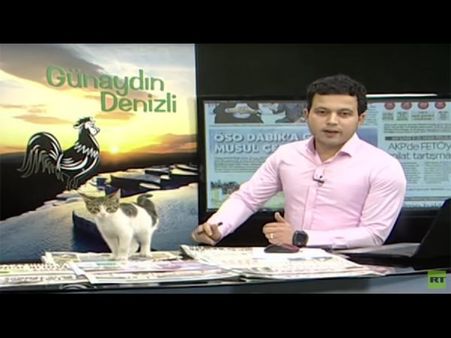 టీవీ లైవ్ షోలో పిల్లి, న్యూస్ రీడర్ ల్యాప్‌టాప్ పైకెక్కి..