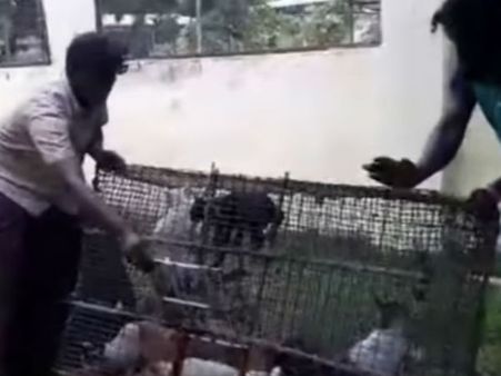 చెన్నైలో 'క్యాట్ బిర్యాని' దందా : గుట్టురట్టు చేసిన పోలీసులు (వీడియో)