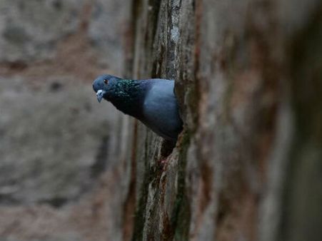 పావురాలతో పాక్ గూఢచర్యం: 153 పావురాల అరెస్ట్