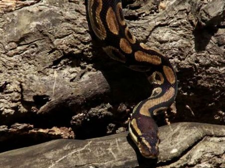 షాకింగ్: చేపల కోసం వల వేస్తే భారీ కొండ చిలువ పడింది, ఆందోళన