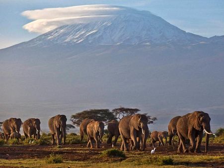 బావిలో పడిన 2 ఏనుగుల కోసం120 ఏనుగులొచ్చాయి!