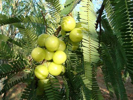 ధాత్రీ(ఉసిరి) మహిమ తెలుసుకోవాల్సిందే