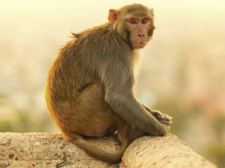 మెడికోలా? సైకోలా?: కోతిని కట్టేసి చిత్రహింసలు, కత్తితో పొడిచి చంపారు