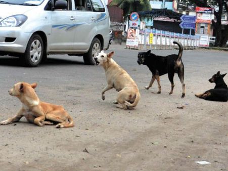 సీఎం సెక్యూరిటీ ఆఫీసులో కుక్కల హల్‌చల్