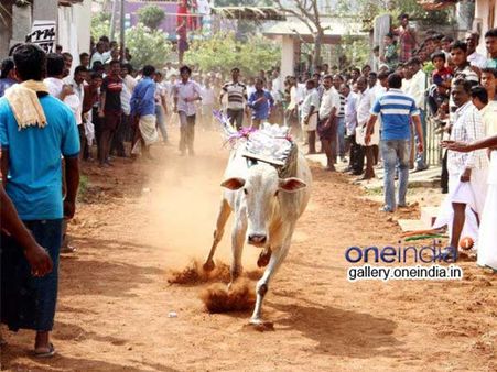 జల్లికట్టుపై నిషేధం ఎత్తివేయాలని సోదరుడితో కలిసి కనిమొళి ఆందోళన