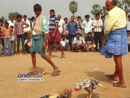 రంజుగా కోడిపందేలు: తెలంగాణ పుంజు వర్సెస్ ఆంధ్రా పుంజు..