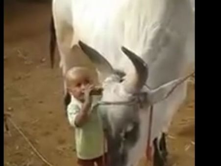 షాక్: ఈ వీడియో చూశాక కూడా జల్లికట్టు వద్దంటారా ! (వీడియో)