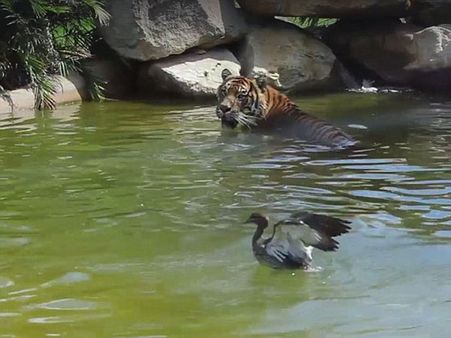 డేంజరెస్ గేమ్ : పులికి ముచ్చెమటలు పట్టించిన బాతు