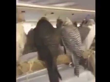 విమానంలో డేగల కోసం 80 సీట్లు కొన్న సౌదీ యువరాజు ! (వీడియో)