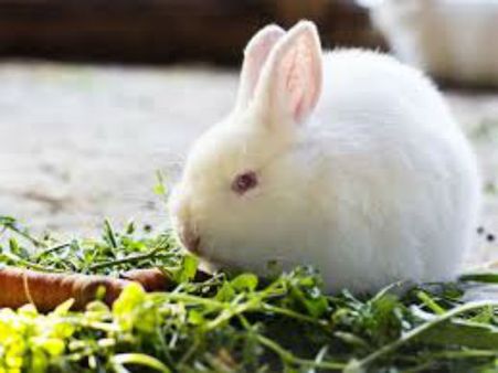 రన్ వేపై కుందేళ్లు: రెండు విమానాలకు తృటిలో తప్పిన పెను ప్రమాదం