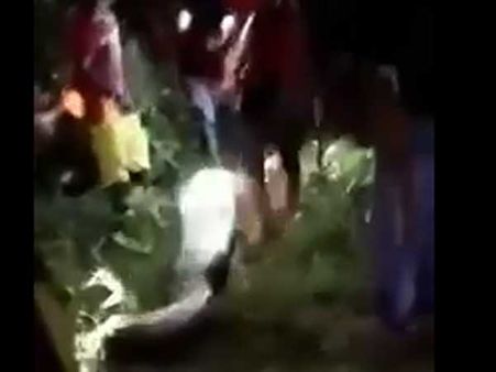 రైతును మింగేసిన 26 అడుగుల పాము: కత్తిరించి బయటకు తీస్తే ! (వీడియో)