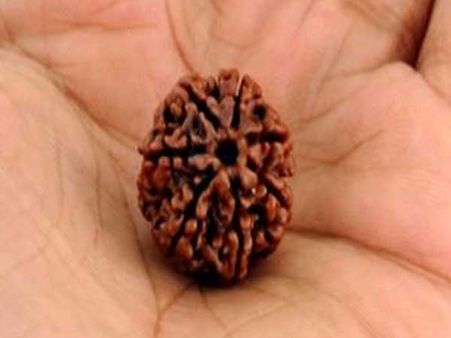 సప్తముఖ రుద్రాక్షమాలధారణ: ధరిస్తే అమోఘమైన ఫలితాలు