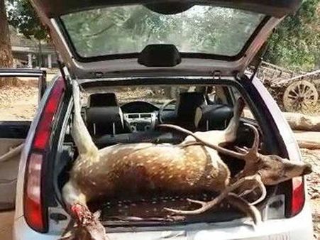 దుప్పుల వేట: నలుగురు నిందితుల కస్టడీ కోరనున్న అటవీశాఖ...?