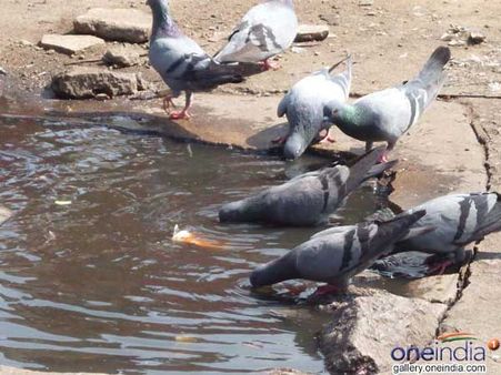 మండుతున్న ఎండలు, తెలుగురాష్ట్రాల్లో 12 మంది మృత్యువాత