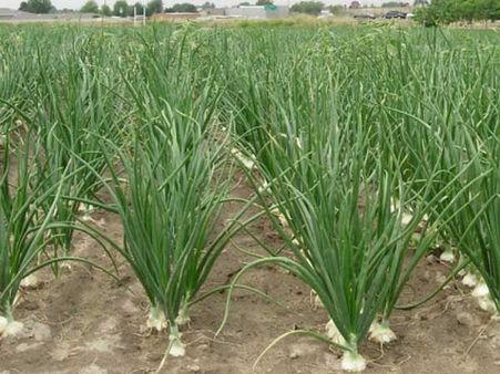 బెగ్గింగ్ లాంటి మాఫీ వద్దు.. గిట్టుబాటు కావాలి.. మరాఠీ రైతు సవాలిది..