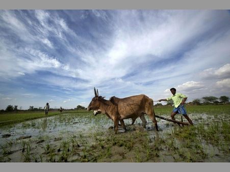 పత్తి సాగు తగ్గించేదెలా? బాబు సర్కార్ అంతర్మథనం