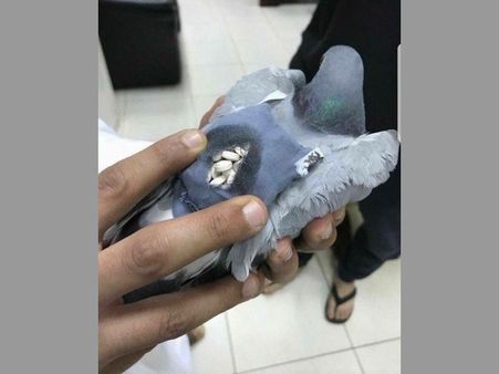 స్మగ్లింగ్ చేస్తోందని పావురాన్ని అరెస్ట్ చేశారు!