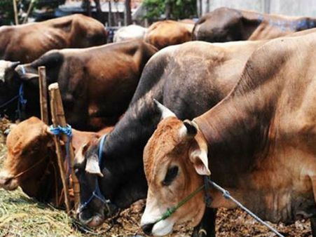 లెదర్ ఇండస్ట్రీకి మరణశాసనమే: బీఫ్-పశు విక్రయాల నిషేధంపై నిరసన