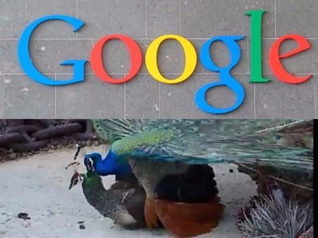 నెమళ్ల సెక్స్: గూగుల్‌లో హాట్ టాపిక్.. సెటైర్లు మామూలుగా పడలేదు..