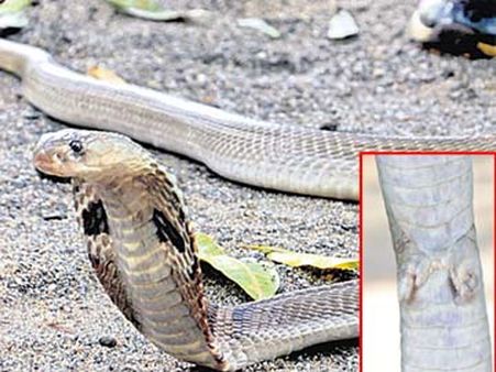 కొత్తగూడెంలో అరుదైన పాము: రెండు కాళ్లు, ఎనిమిది గోర్లు!..