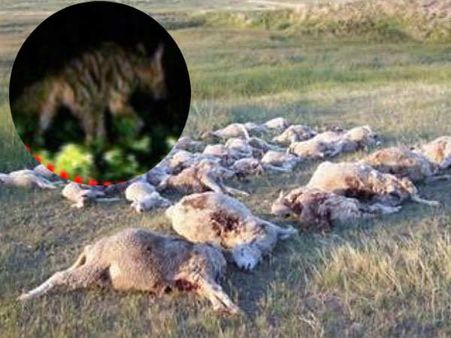 వింత జంతువు దాడిలో మరో 3గొర్రెలు మృతి: భయాందోళనలో ప్రజలు