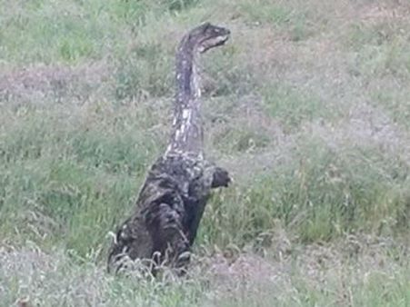 డైనోసారేనా?: వింత జీవి సంచారంతో భయాందోళనలు