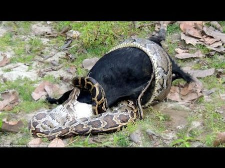 మింగింది: కొండచిలువ పొట్టలోంచి గొర్రె పిల్లను తీశాడు