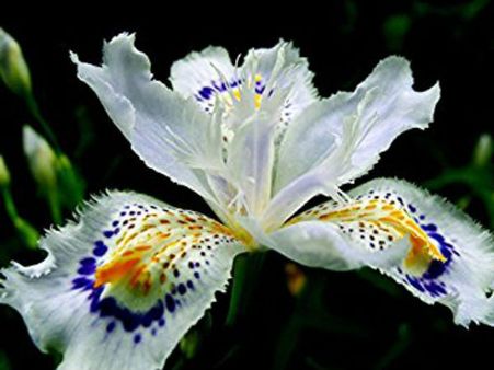 పువ్వు మిస్సింగ్.. పోలీసులు ఉరుకులు పరుగులు.. దాని విలువ తెలిస్తే...