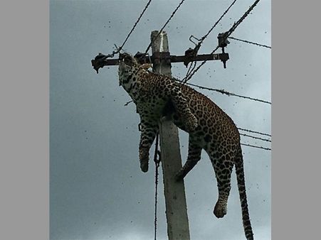 విద్యుత్ స్తంభం ఎక్కి.. కరెంట్ షాక్‌తో చిరుతపులి మృతి