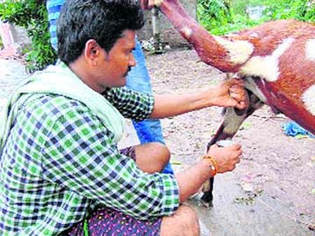 కంకిపాడులో వింత: పాలిస్తున్న మేకపోతు.. ఆశ్చర్యంలో స్థానికులు..