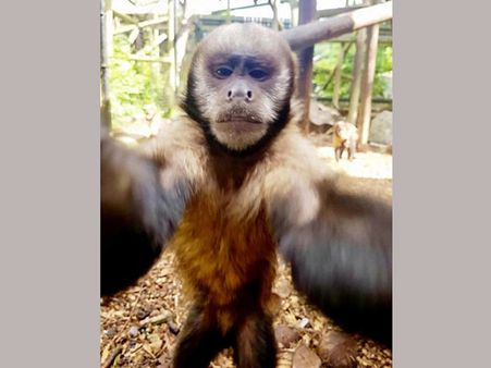 ఐఫోన్ కొట్టేసి సెల్ఫీ తీసుకున్న కోతి: ఇప్పుడది సెలబ్రిటీ!