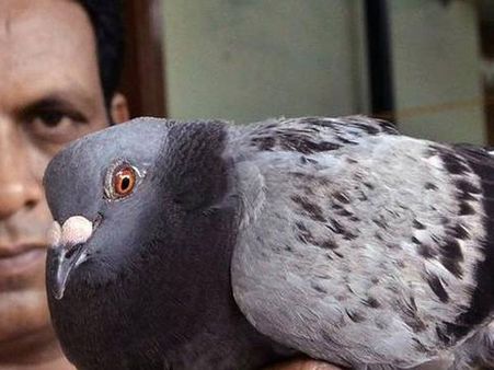 చెన్నై టూ ఖమ్మం... పావురాల రేసింగ్..