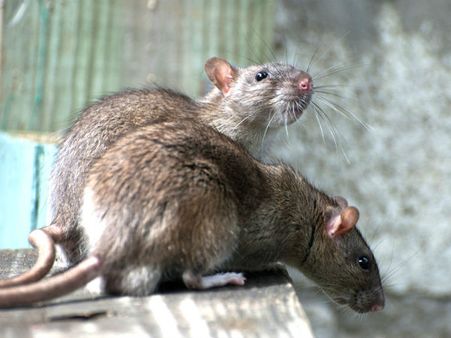 షాక్: ఒక్క ఎలుకను పట్టుకొనేందుకు రూ.20 వేల ఖర్చు