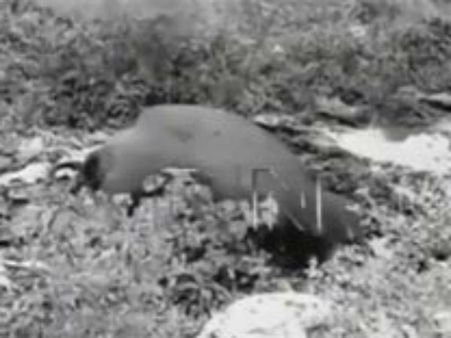 బాంబు తిన్న గేదె: 500మీటర్ల దూరంలో తల ఎగిరిపడింది