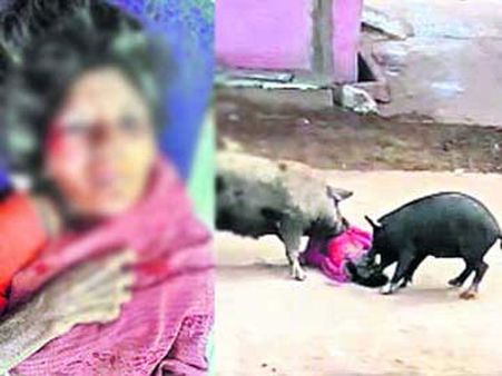 ఘోరం: మహిళపై దాడి చేసి, ఈడ్చుకెళ్లిన పందులు, తీవ్రగాయాలు (వీడియో)