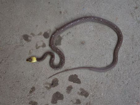 నెహ్రూ జూలో ఆసియాలోనే అరుదైన విషరహిత పాము ఇదే